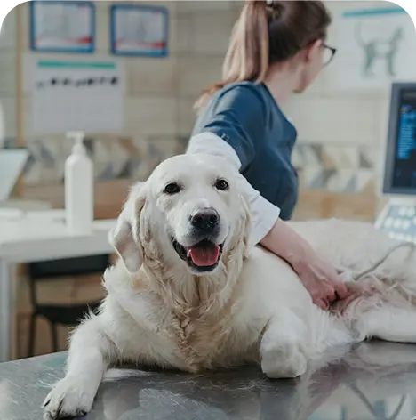 Best Dinnerware Sets for Everyday Use: A 2025 Guide for Wholesale Ceramic Dinnerware